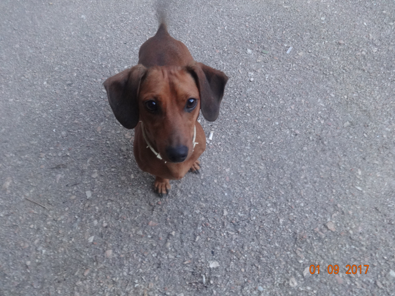 I will give a dog (dachshund) Sevastopol - My, Dog, In good hands, Sevastopol