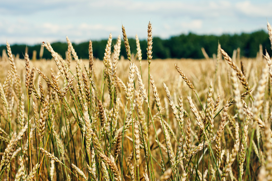 Rye buckwheat wheat feather grass - My, The photo, Canon, Nature, Longpost