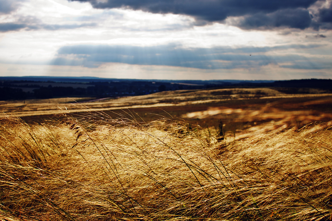 Rye buckwheat wheat feather grass - My, The photo, Canon, Nature, Longpost