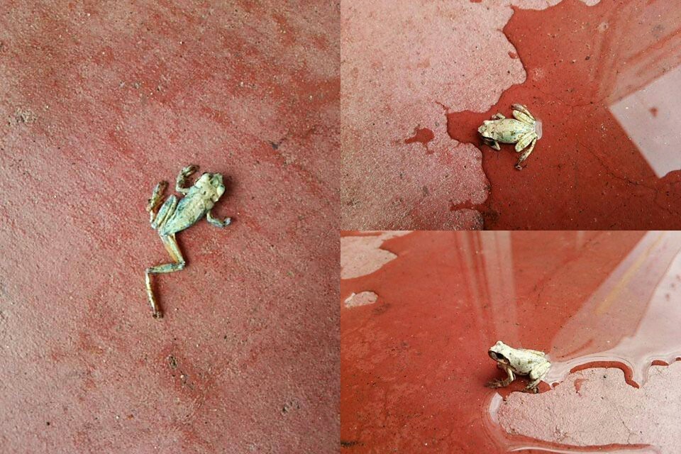 A dry frog came to life when water was splashed on it - Frogs, , Reddit, Unkillable