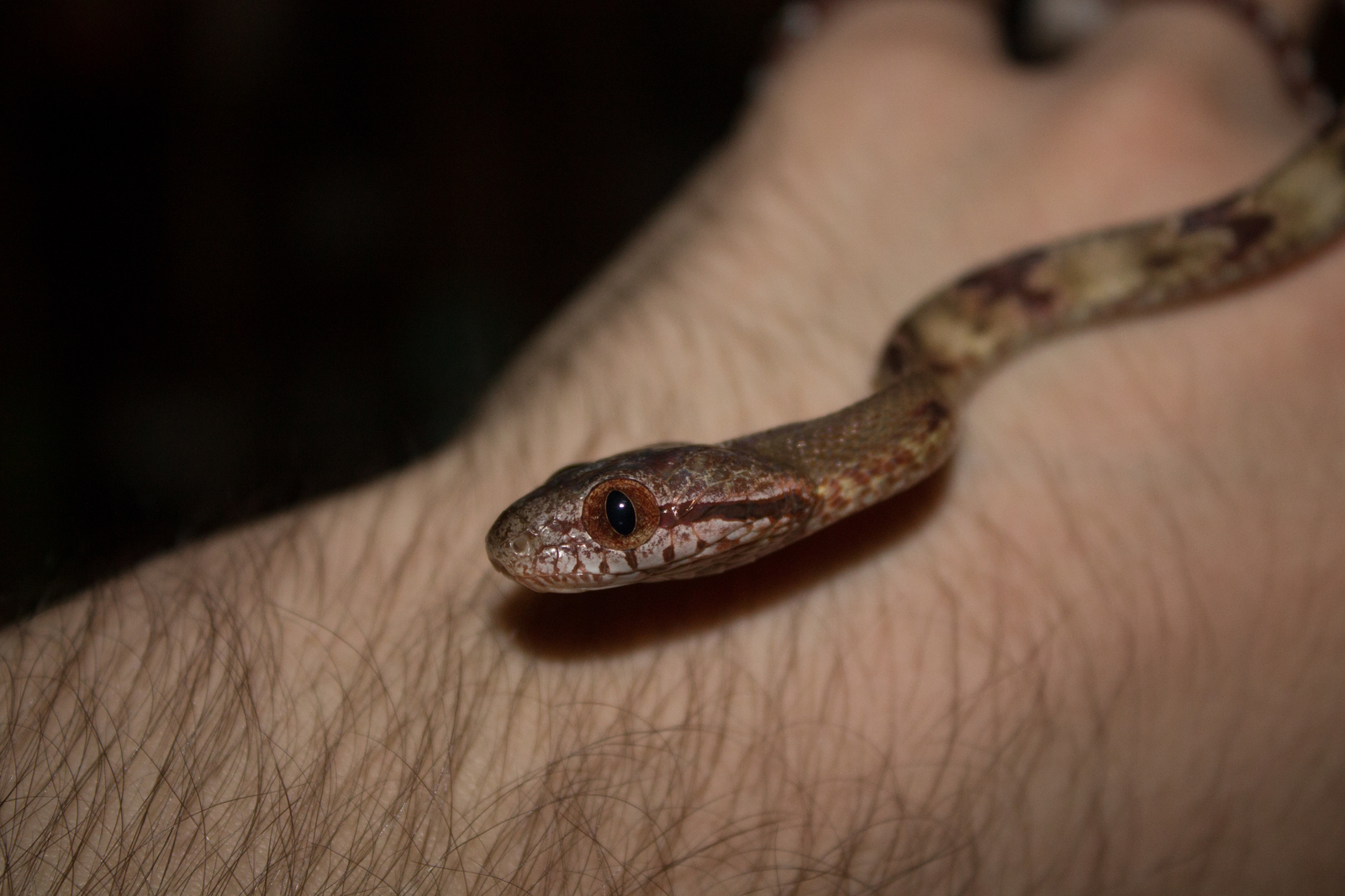 Just a beautiful boyga in your feed - My, Snake, Boyga, Terrariumistics, Milota, The photo, Longpost