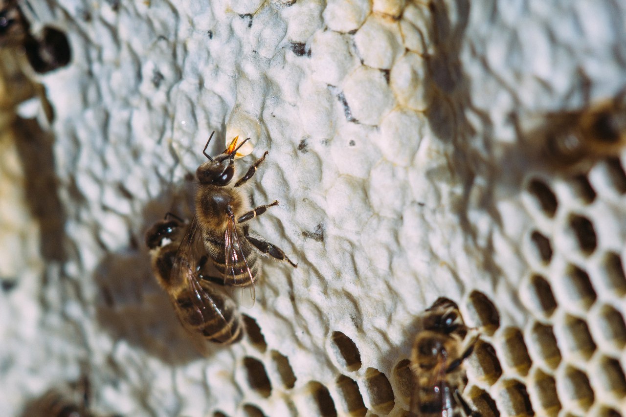 Life of bees. - My, Honey, Bees, Macro, Longpost, Macro photography
