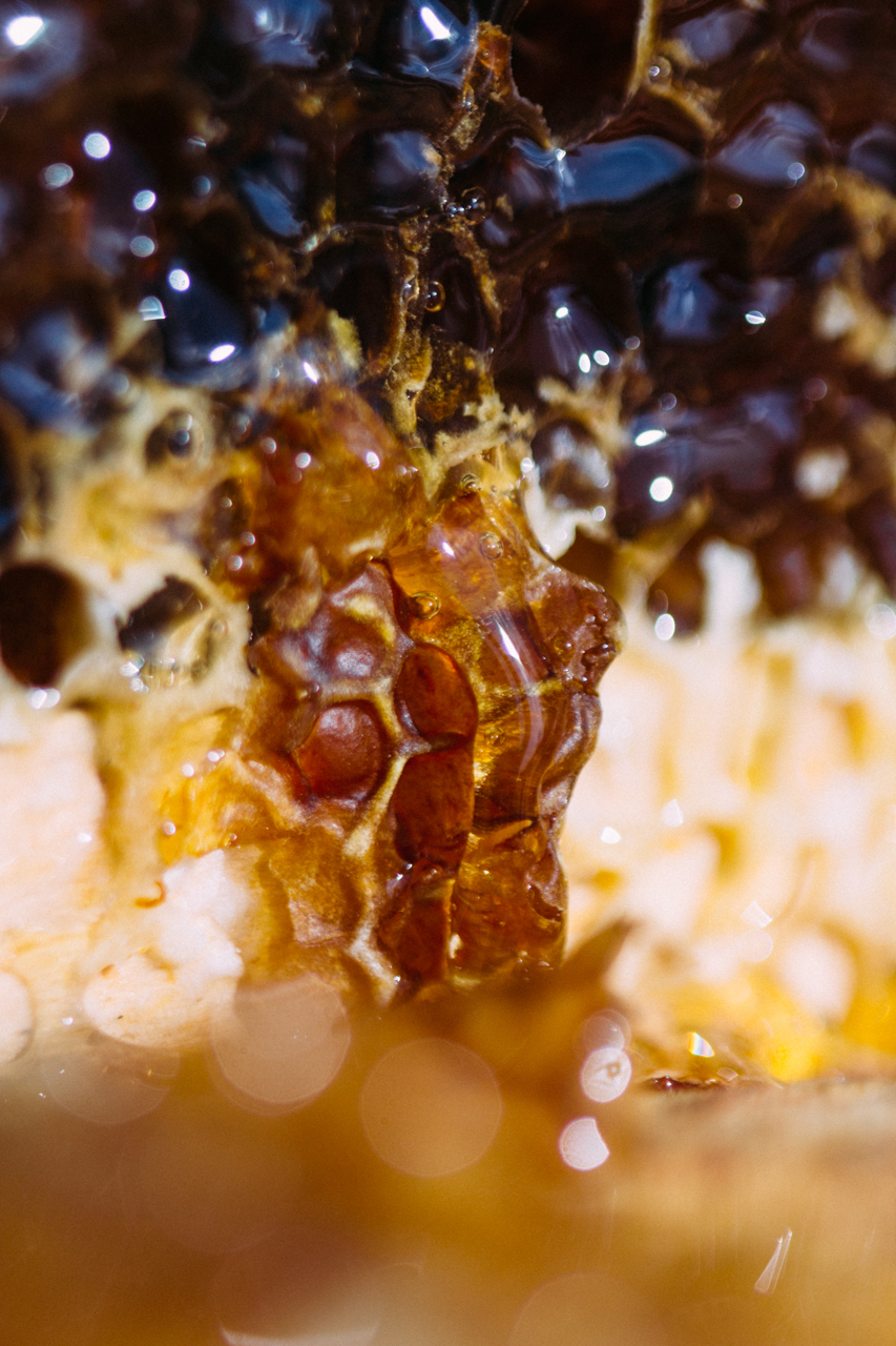 Life of bees. - My, Honey, Bees, Macro, Longpost, Macro photography