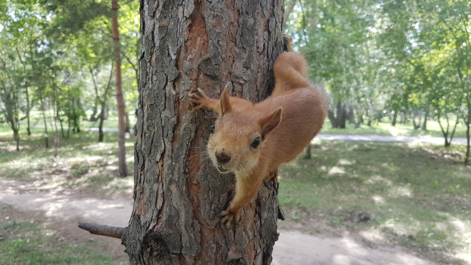 Squirrel in the park - My, Squirrel, Omsk, The park, Nature