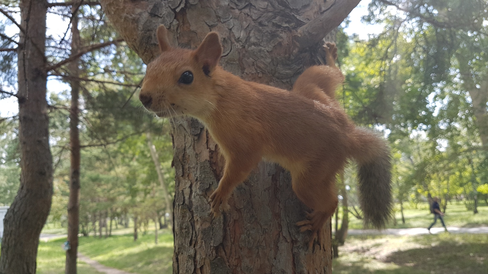 Squirrel in the park - My, Squirrel, Omsk, The park, Nature