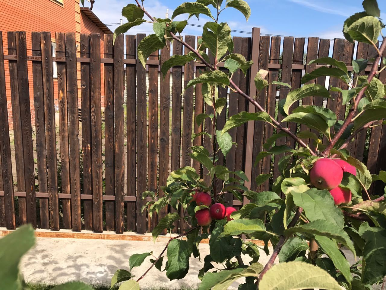 Part 2. It was necessary to wash down the FENCE ... the end. - With your own hands, Tree, Do it yourself, Do it, Brushing, Fuck it, Lot, beauty, Longpost