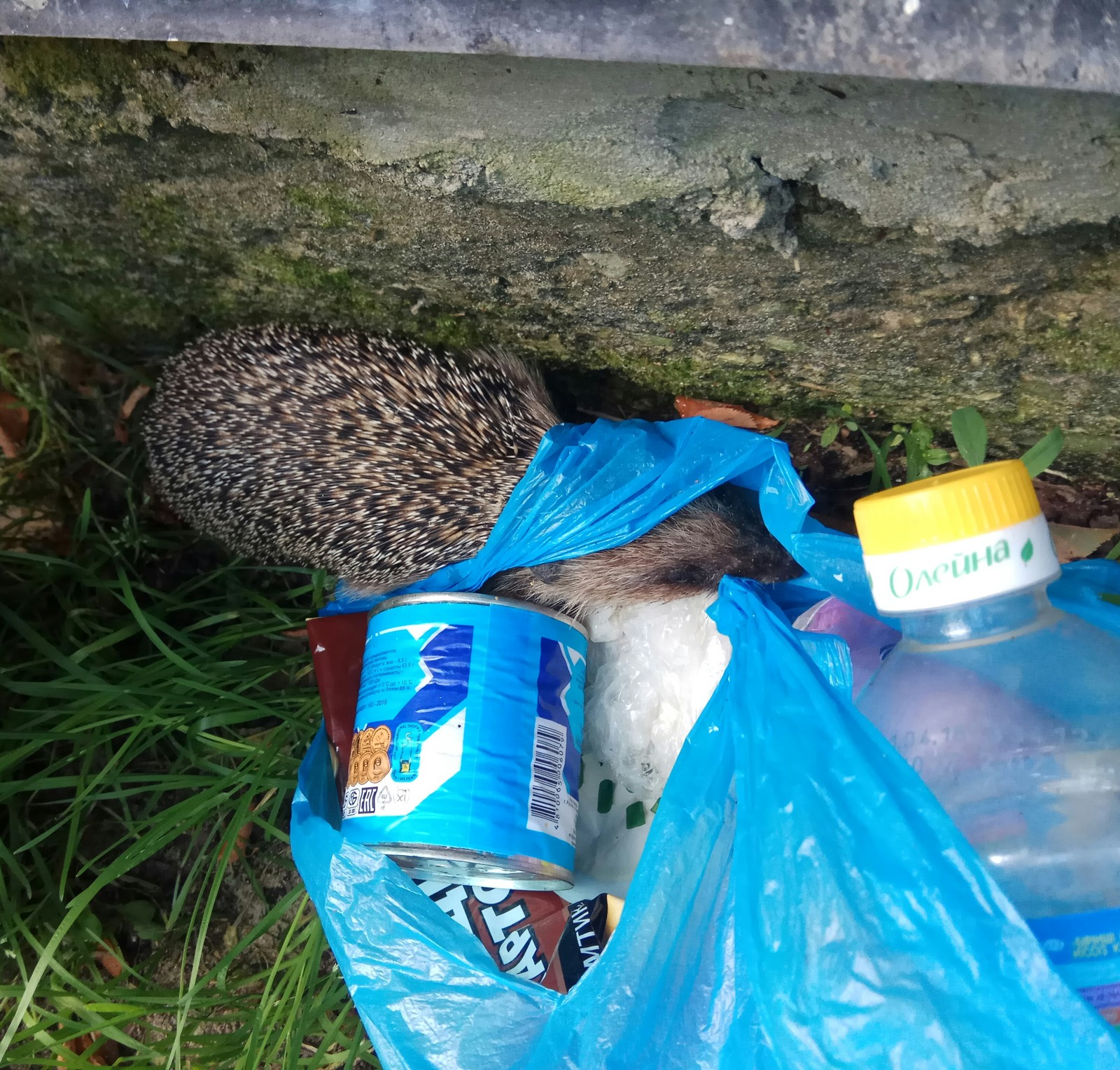 Condensed milk lover - My, Hedgehog, Village, Garbage, Sweet tooth, Condensed milk