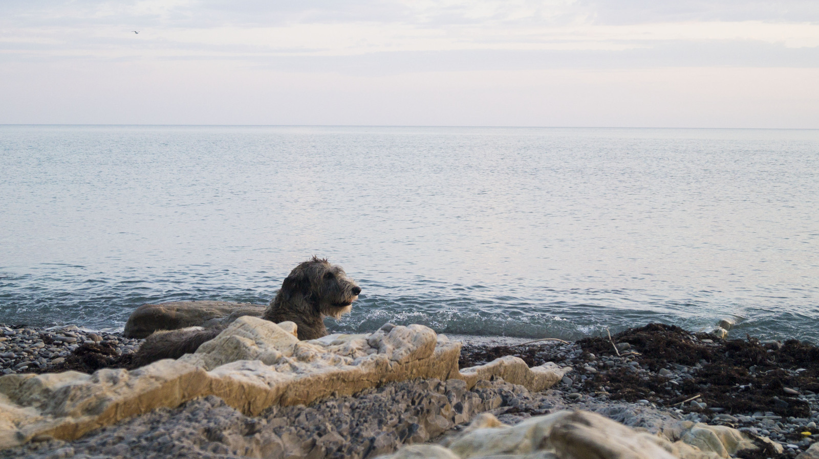 Last trip to the sea before the next move. - My, Dog, , Summer, Beach, Sunset, Greyhound, Sheltie, Irish wolfhound, Longpost