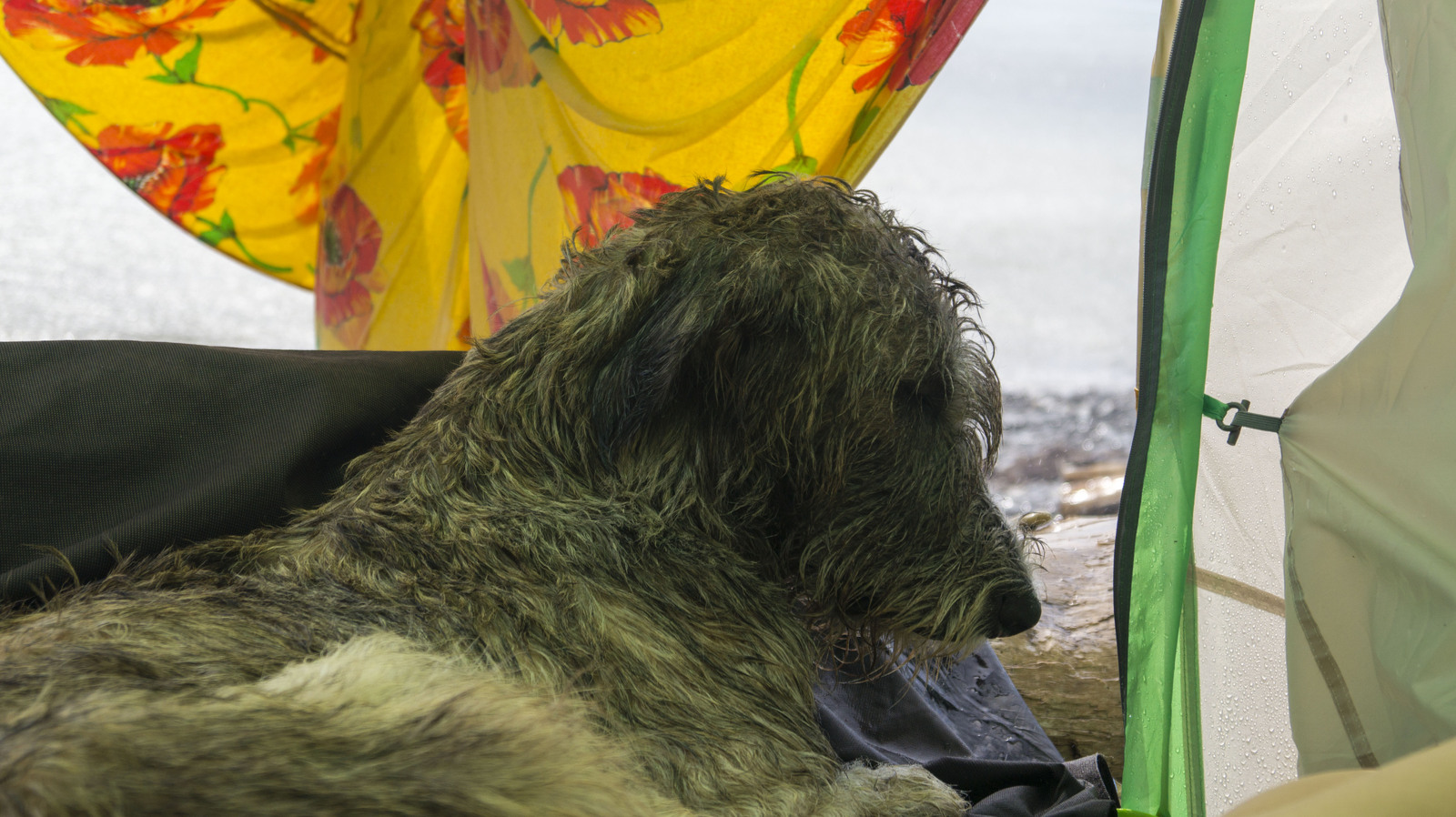 Last trip to the sea before the next move. - My, Dog, , Summer, Beach, Sunset, Greyhound, Sheltie, Irish wolfhound, Longpost