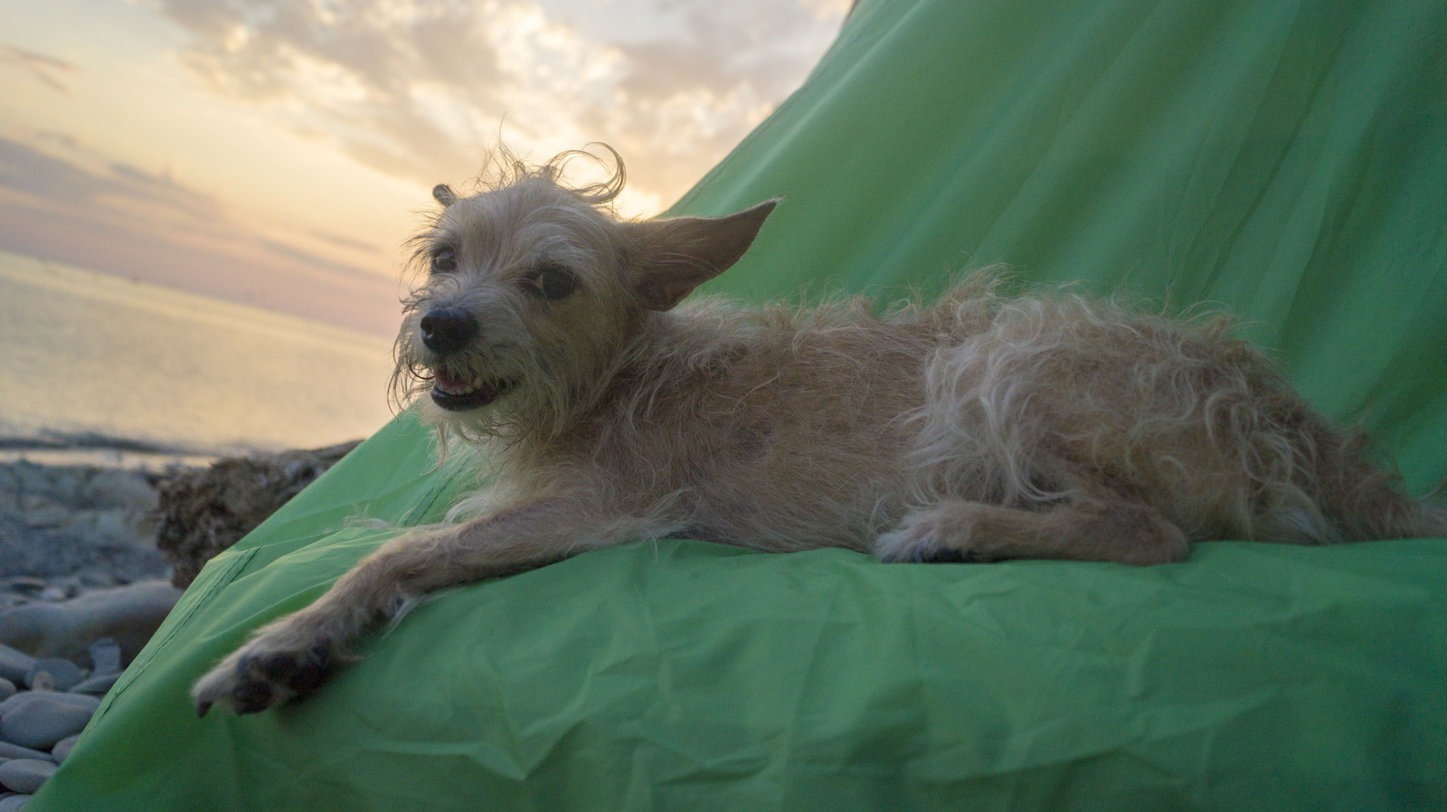 Last trip to the sea before the next move. - My, Dog, , Summer, Beach, Sunset, Greyhound, Sheltie, Irish wolfhound, Longpost