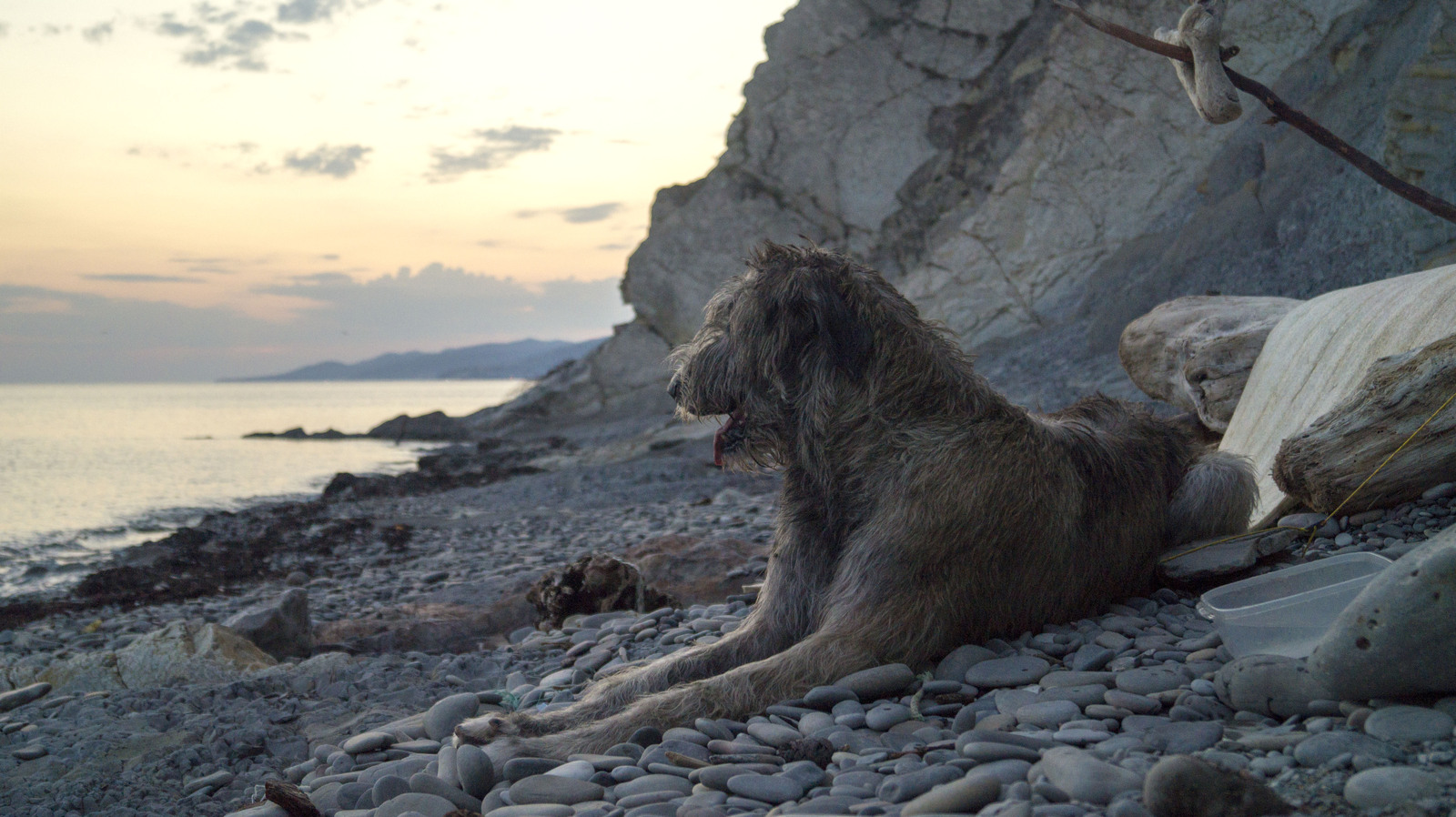 Last trip to the sea before the next move. - My, Dog, , Summer, Beach, Sunset, Greyhound, Sheltie, Irish wolfhound, Longpost