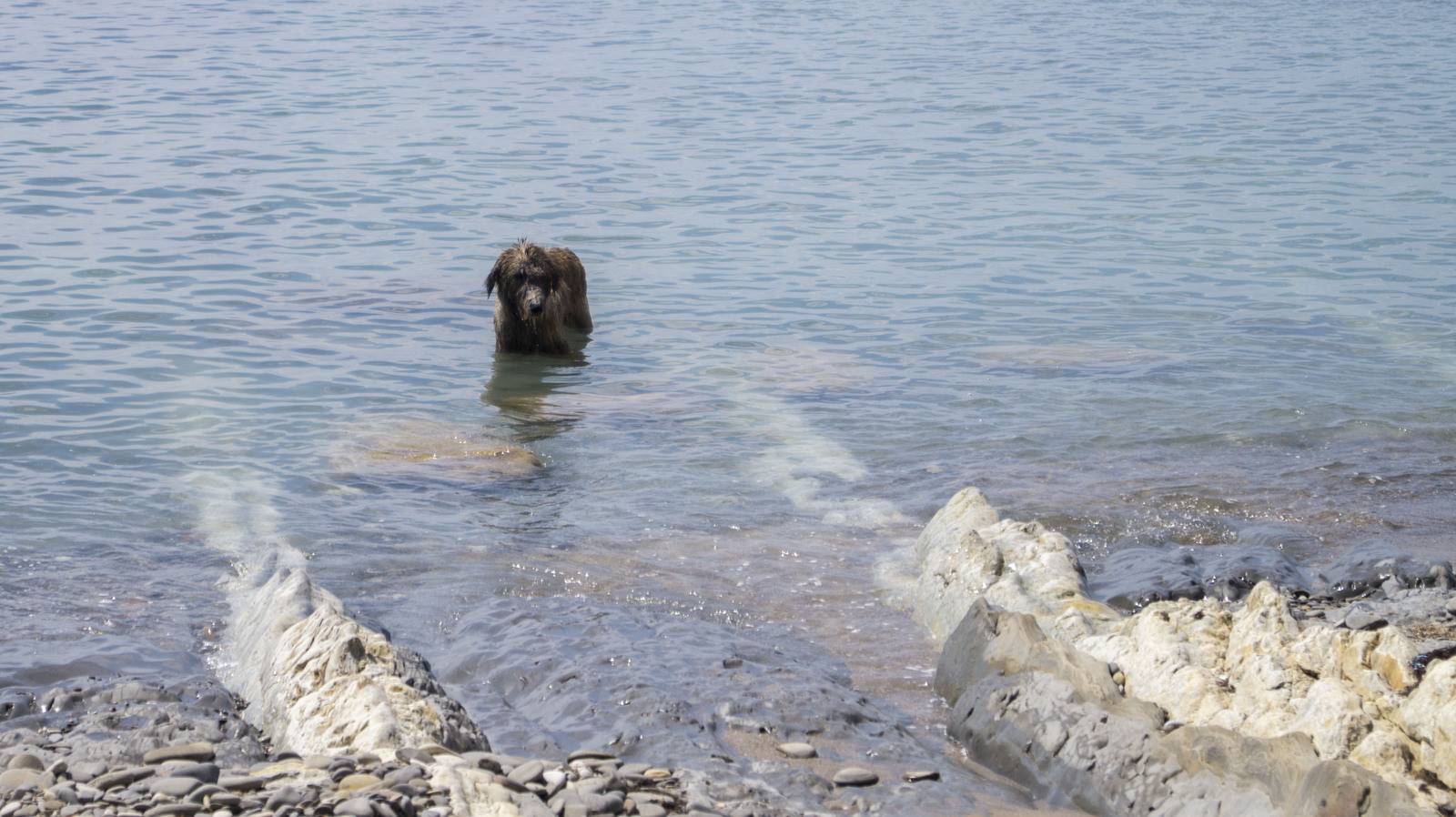 Last trip to the sea before the next move. - My, Dog, , Summer, Beach, Sunset, Greyhound, Sheltie, Irish wolfhound, Longpost