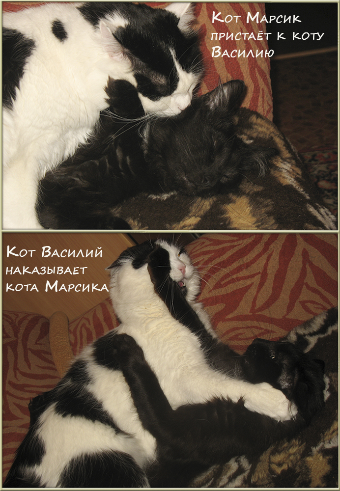 Целомудренный кот - Моё, Кот, Котомафия, Минск, Длиннопост