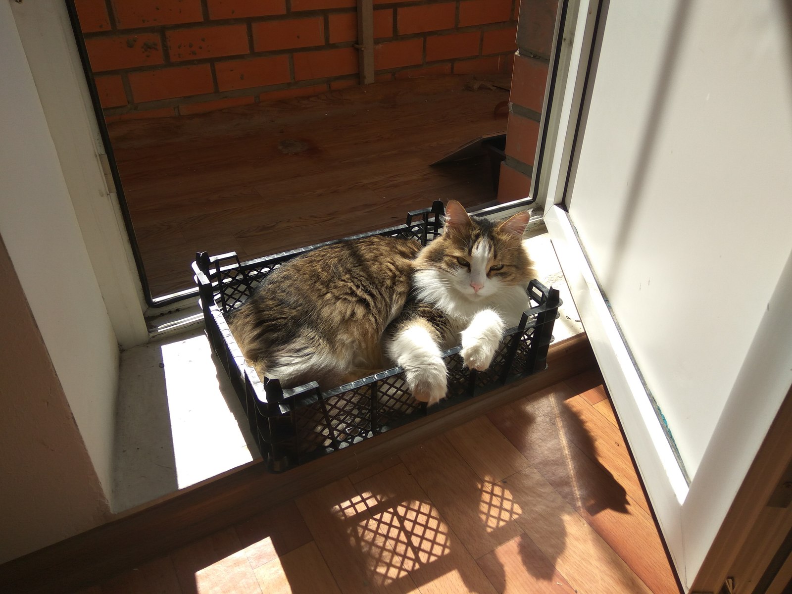 Sunbathing lochmosaurus - My, cat, Catomafia, Fatty, Longpost, Excess weight