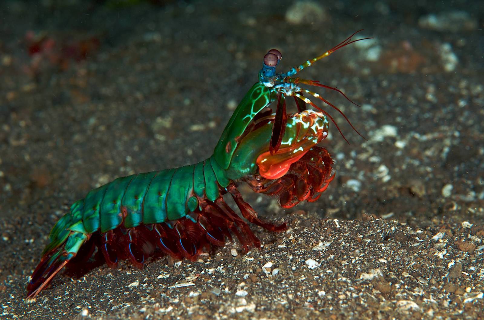 The strongest and most beautiful - Nature, Crayfish, mantis shrimp, Color perception, Hit