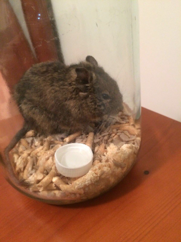 Our degus. Part 2. Lyalya. - My, Degu, Animals, Pets, , Milota, Overexposure, Longpost