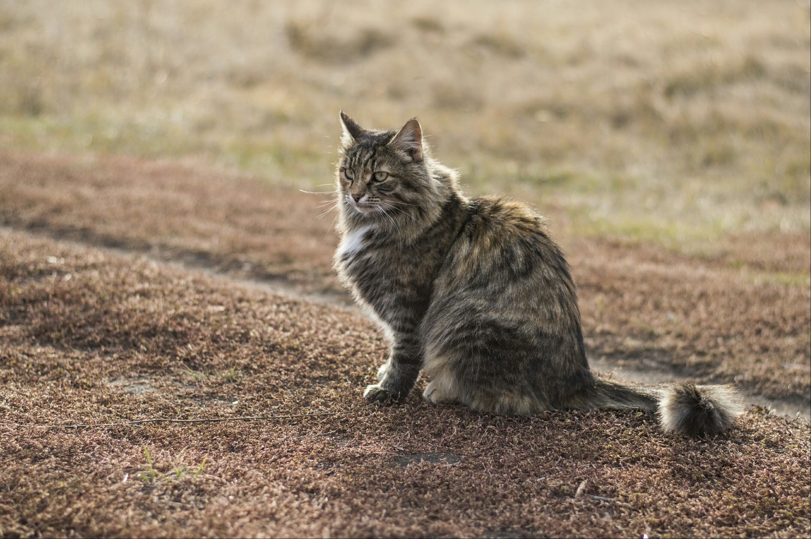 Дуся, деревенская кошка - Моё, Фотография, Деревня, Nikon, Кот