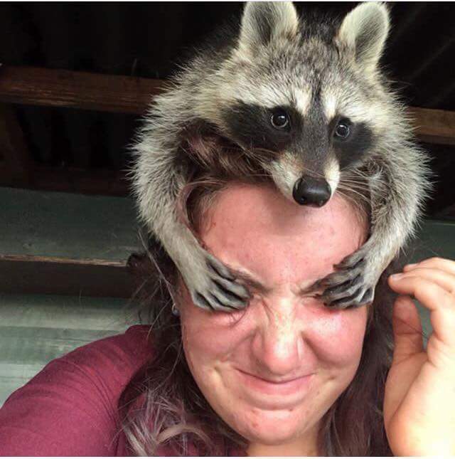 Guess who? - Raccoon, Games