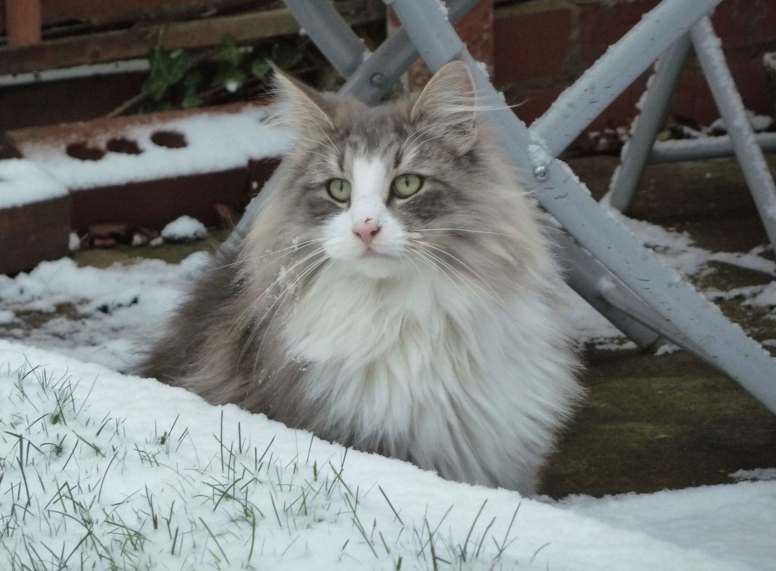 Norwegian Forest Compilation - The photo, cat, Norwegian Forest Cat, Longpost