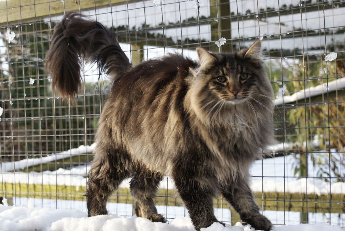 Norwegian Forest Compilation - The photo, cat, Norwegian Forest Cat, Longpost