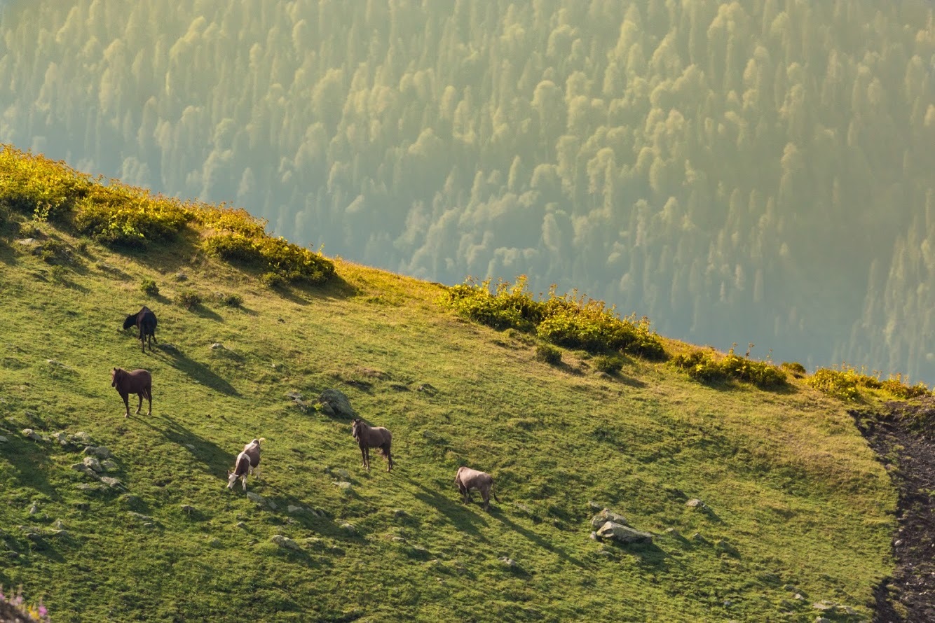 wild horses - My, Horses, Horses, Nature, Rosa Khutor, The photo