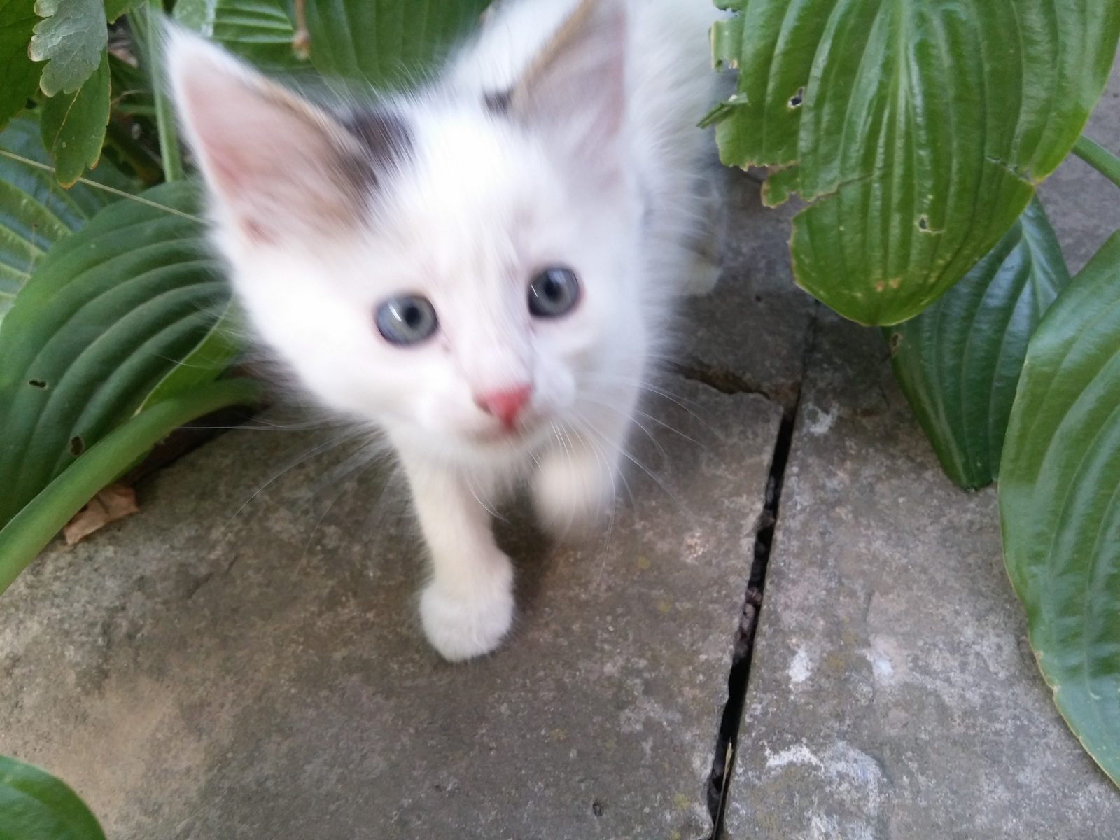 About kittens - My, cat, Pet, Catomafia, Kisiki, Longpost, Pets