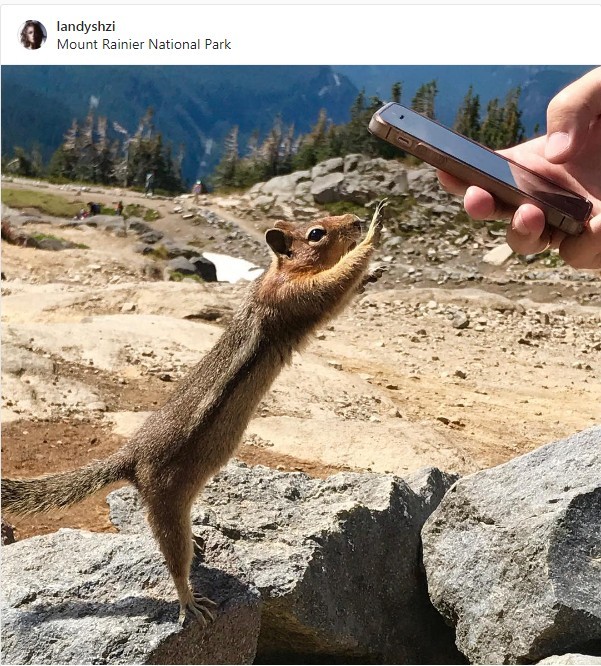 Paws up - Chipmunk, Photogenic, Humor, Funny animals