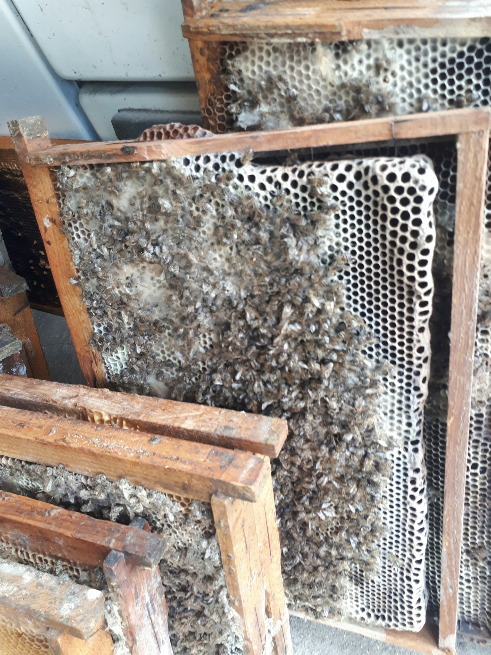 How do bees die? - My, Bees, The photo