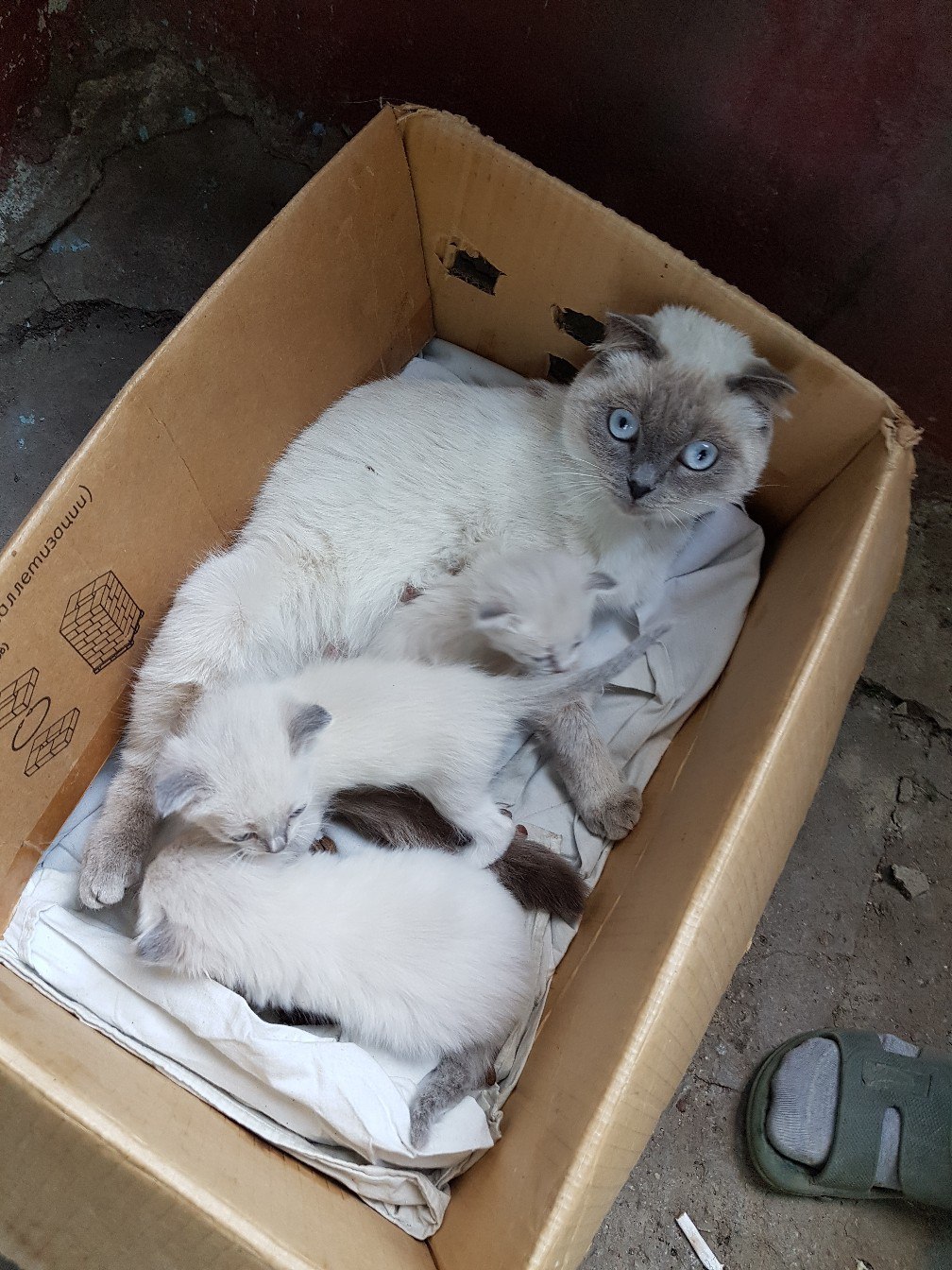 We give away kittens - cat, Hashtag, Longpost, Kostanay, In good hands, Help, Helping animals