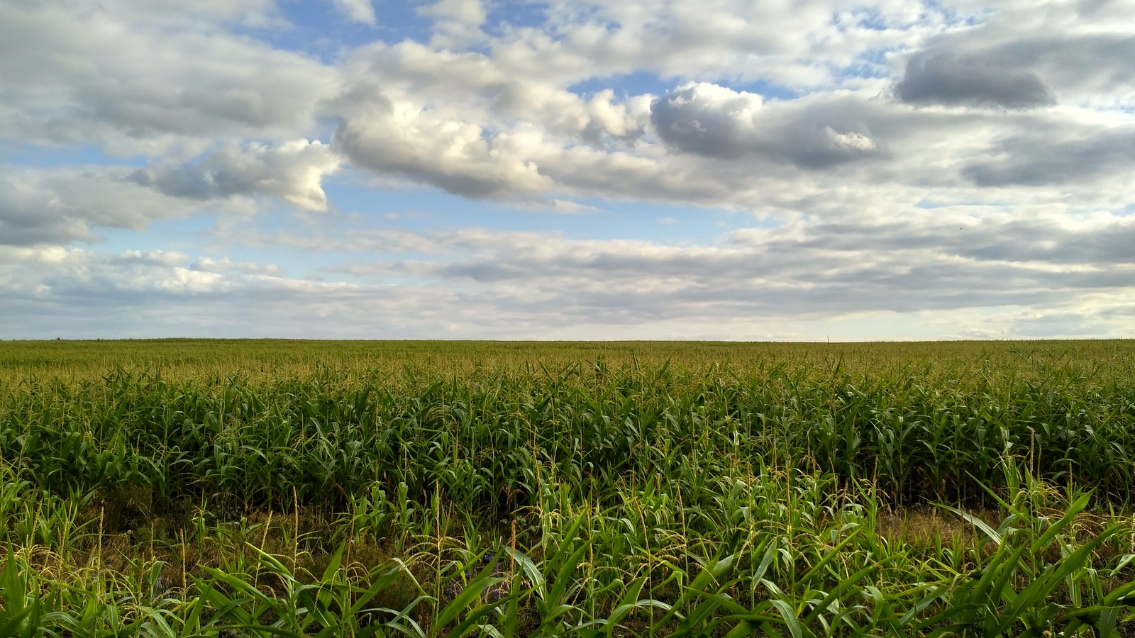 rural spaces. - My, Voronezh region, Landscape, Forest, The photo, Enthusiasm, Village, Nature, Longpost