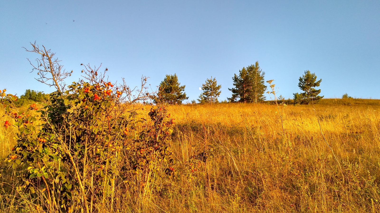 rural spaces. - My, Voronezh region, Landscape, Forest, The photo, Enthusiasm, Village, Nature, Longpost