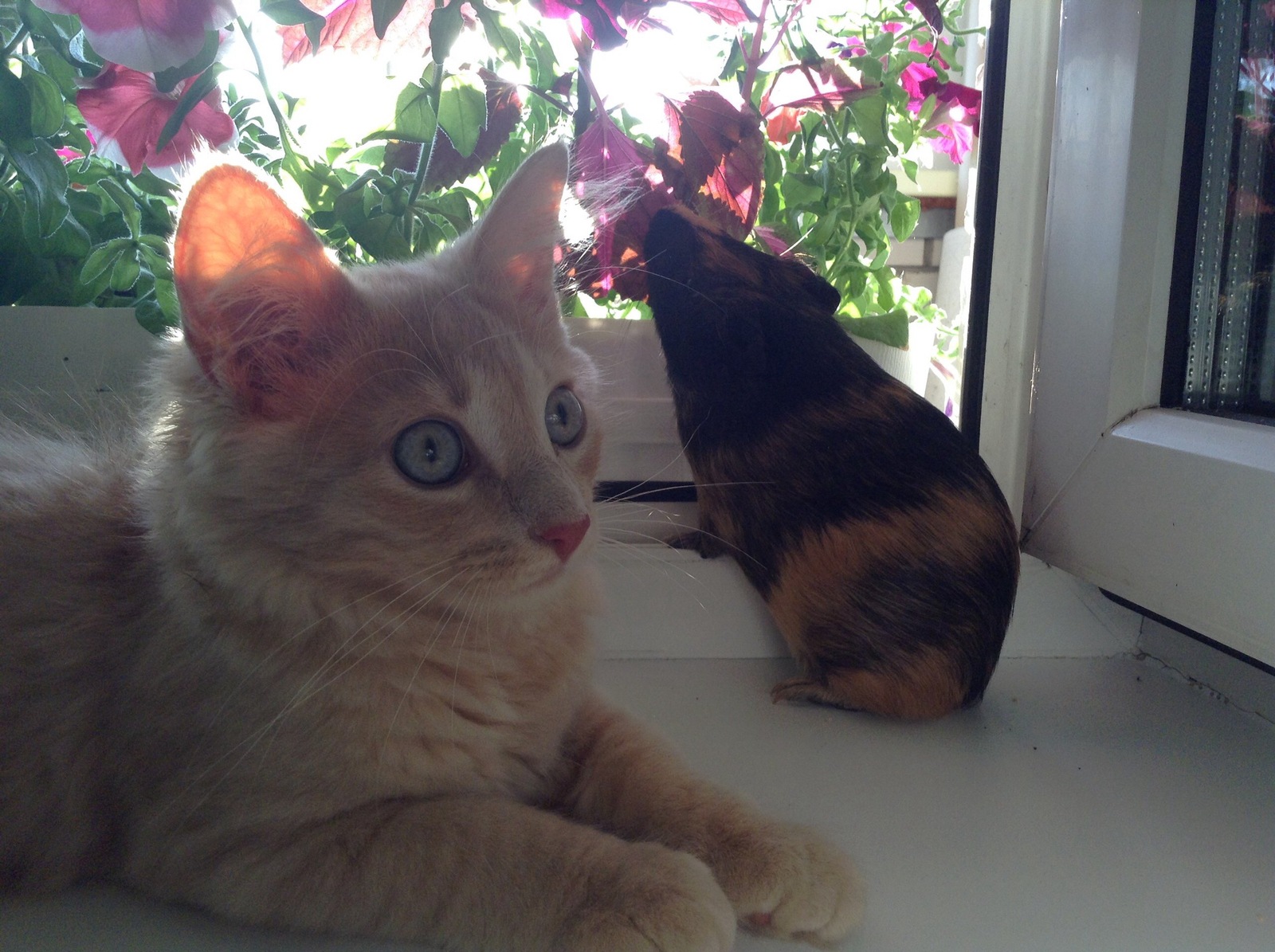 cat and pig - My, cat, Guinea pig, Fluffy, Longpost