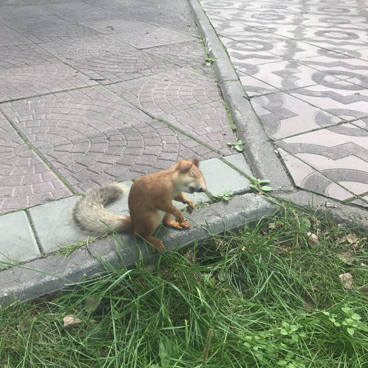 When you are very tired of collecting nuts - My, My, Squirrel, Nature, Novosibirsk, The photo