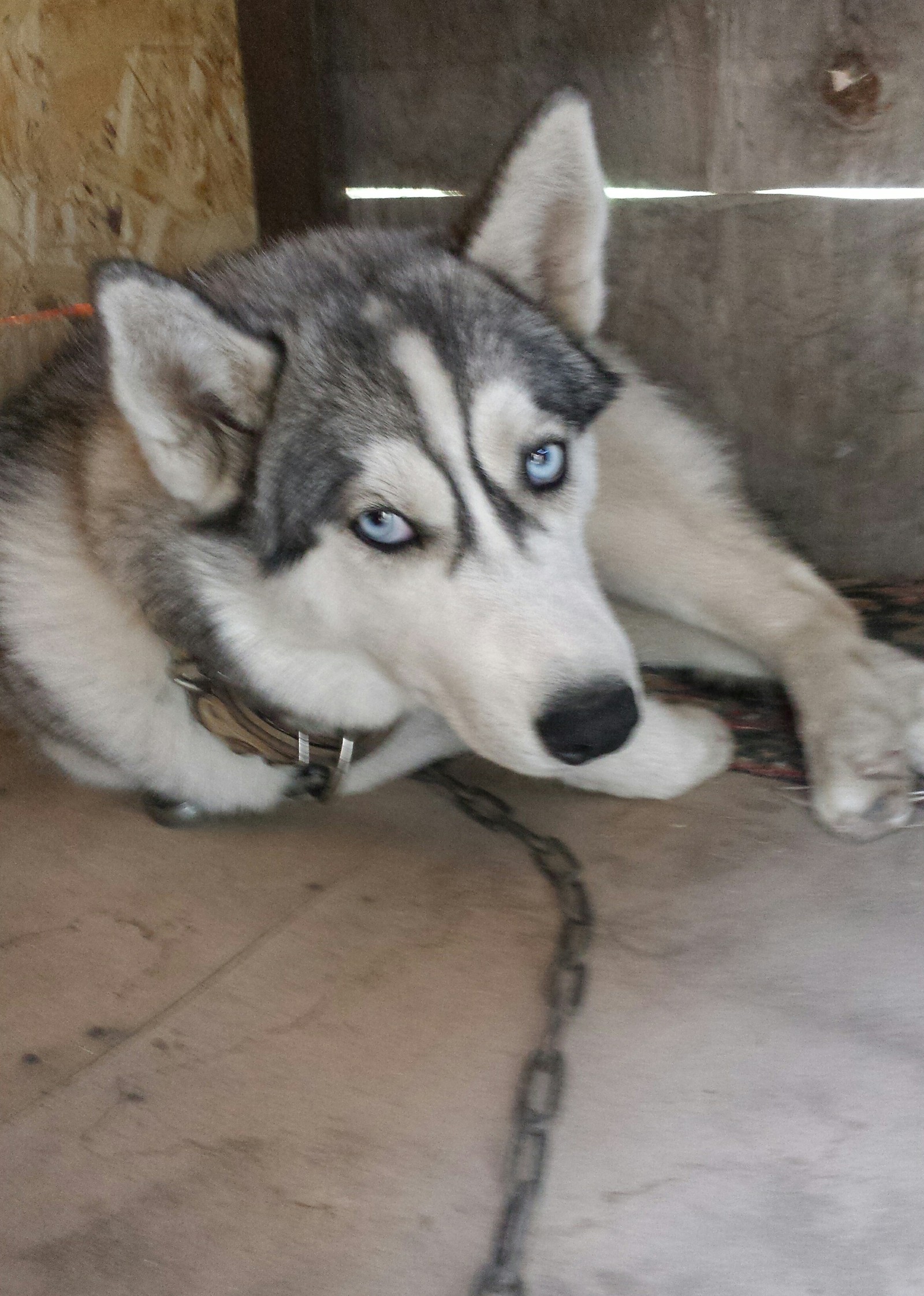 Dog and madness - My, Dog, Booth, Husky, Siberian Husky, Madness, Longpost