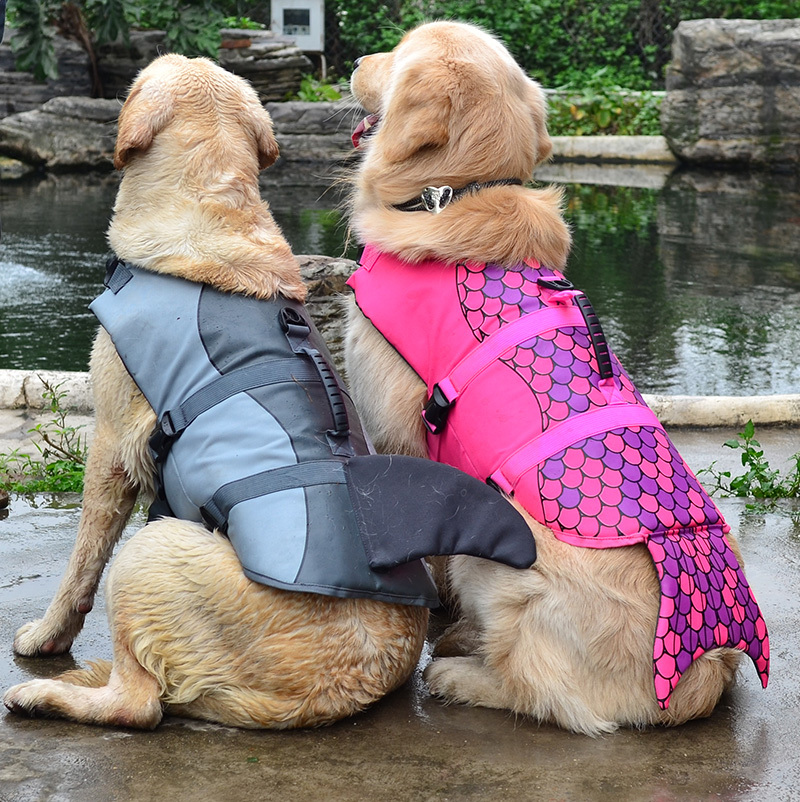 No subtext. Just dogs in bathing suits. - Moderator, Swimsuit, Dog