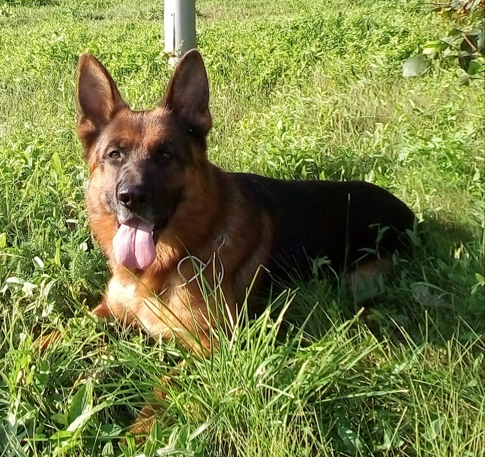 Happy dog - My, German Shepherd, Dog, Sheepdog, Walk, Longpost