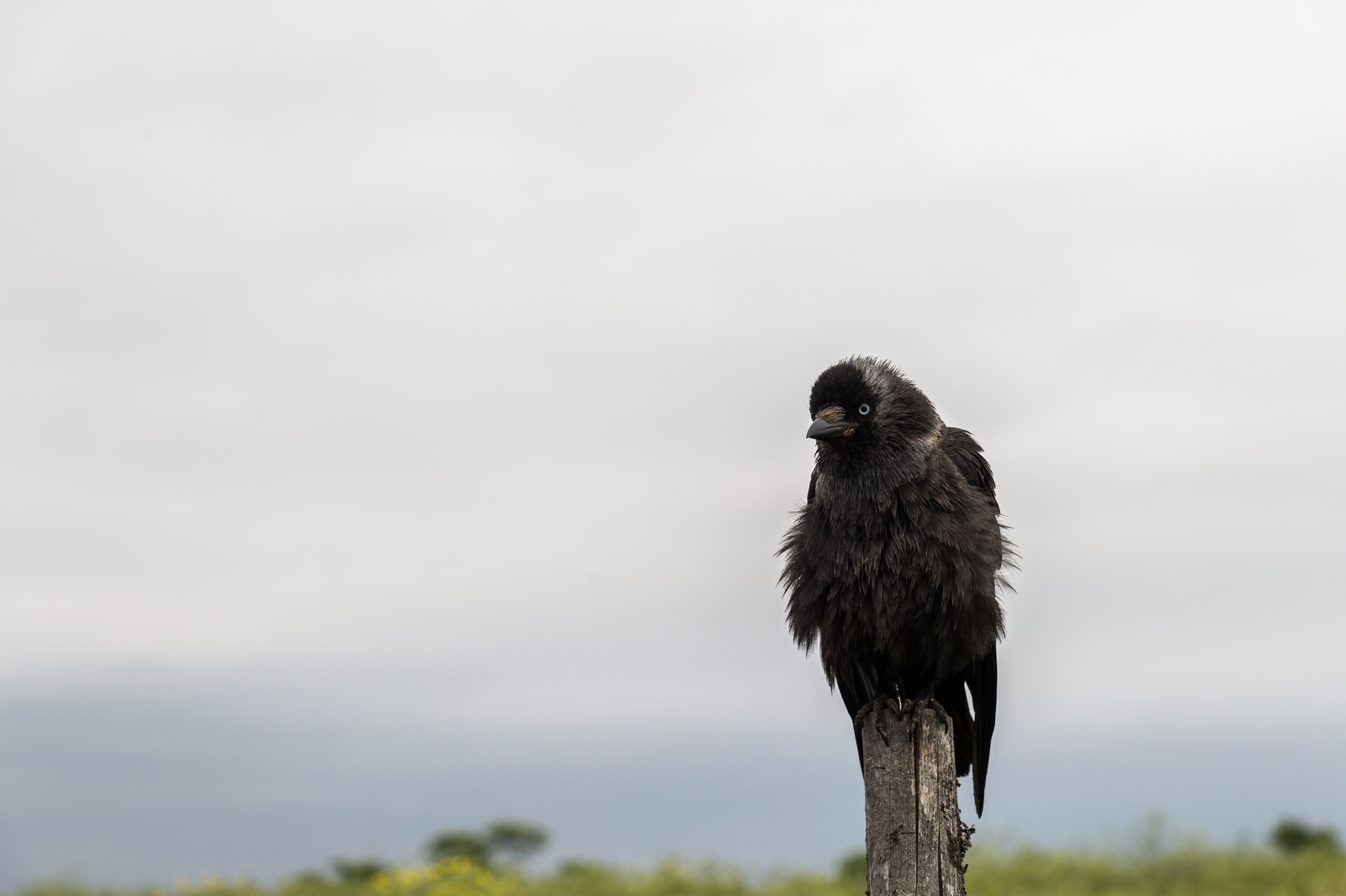 Some living creatures of Kizhi Island - My, The photo, Kizhi, Seagulls, Crow, cat, Canon 650d, 18-135, Church, Longpost