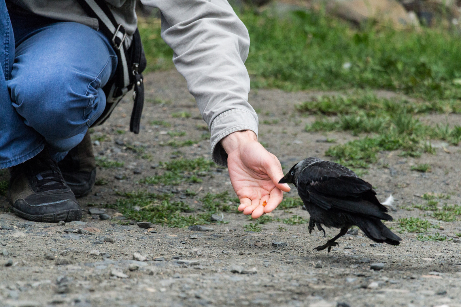 Some living creatures of Kizhi Island - My, The photo, Kizhi, Seagulls, Crow, cat, Canon 650d, 18-135, Church, Longpost