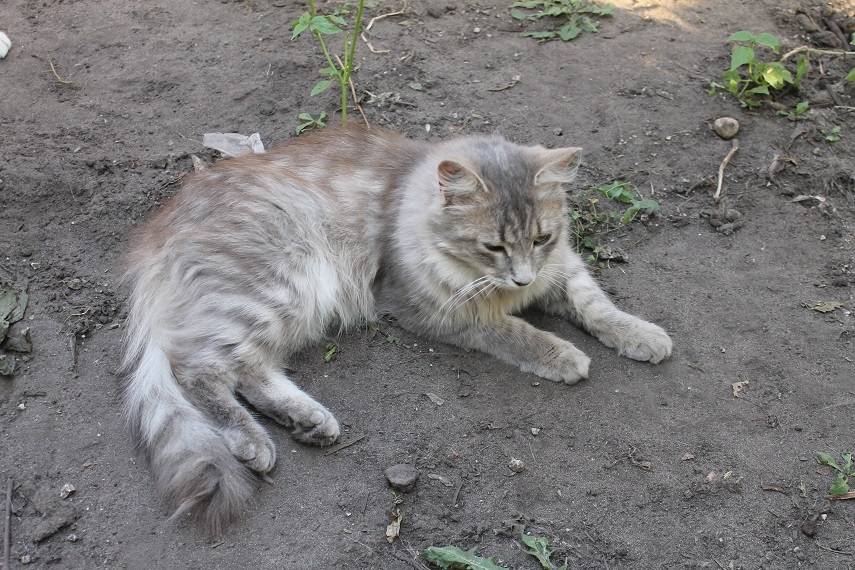 Мой личный Котоленд 89 - Моё, Кот, Приют, Помощь, Липецк, Котоленд, Длиннопост, Приют Котоленд