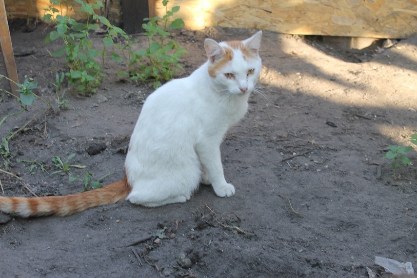 Мой личный Котоленд 89 - Моё, Кот, Приют, Помощь, Липецк, Котоленд, Длиннопост, Приют Котоленд