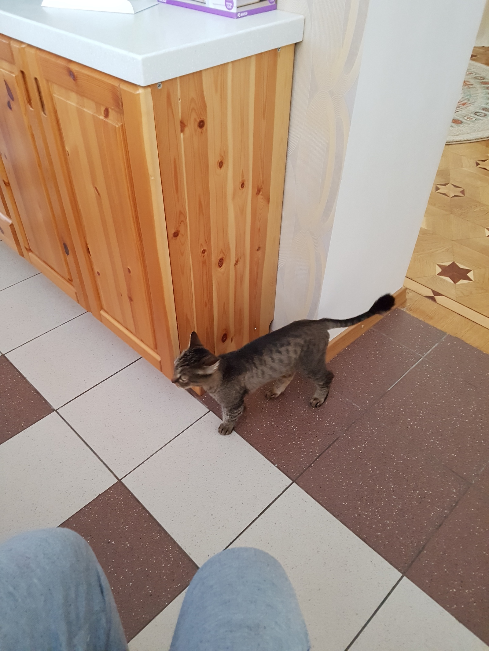 Found cat Balashikha st. Nikolskaya - My, Found a cat, cat, Kitten found, Balashikha, , Longpost