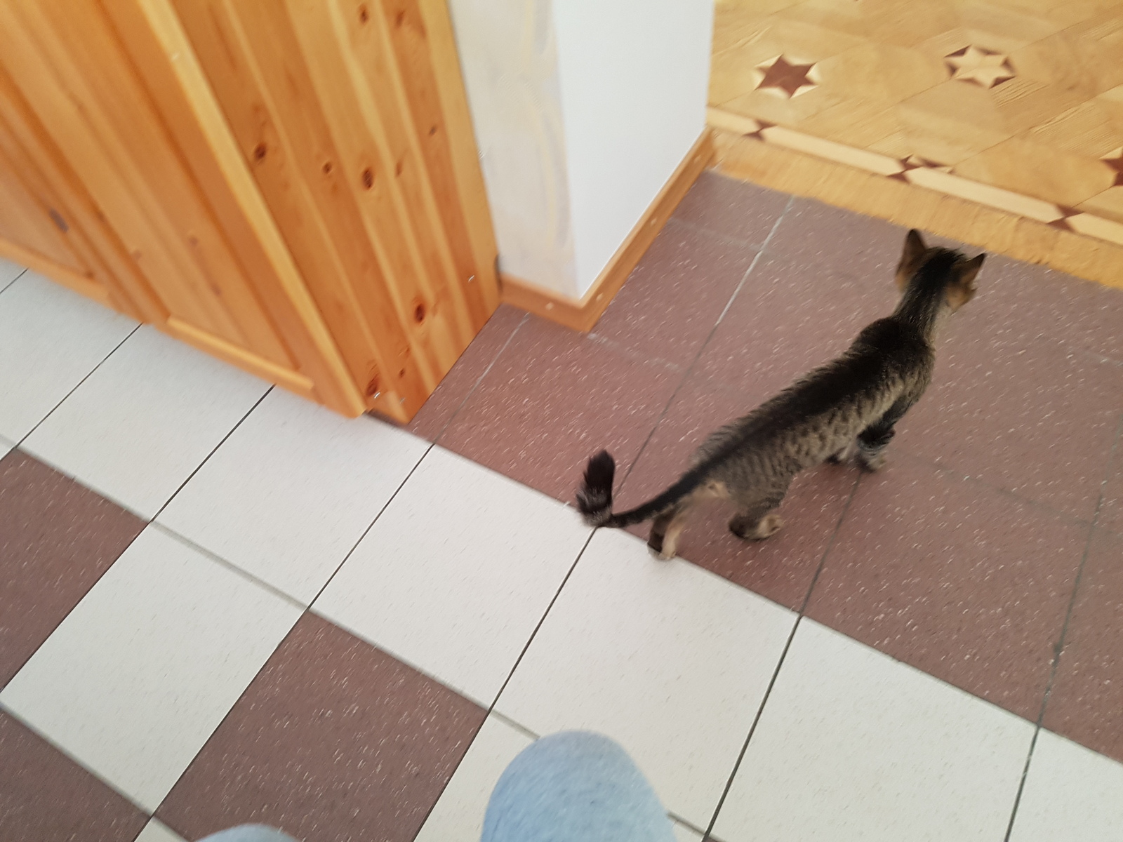 Found cat Balashikha st. Nikolskaya - My, Found a cat, cat, Kitten found, Balashikha, , Longpost