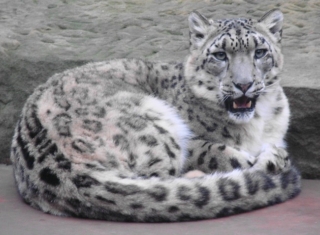 Big Cat Loaves. - Loaf, Tiger, Serval, Jaguar, Lynx, Snow Leopard, Longpost