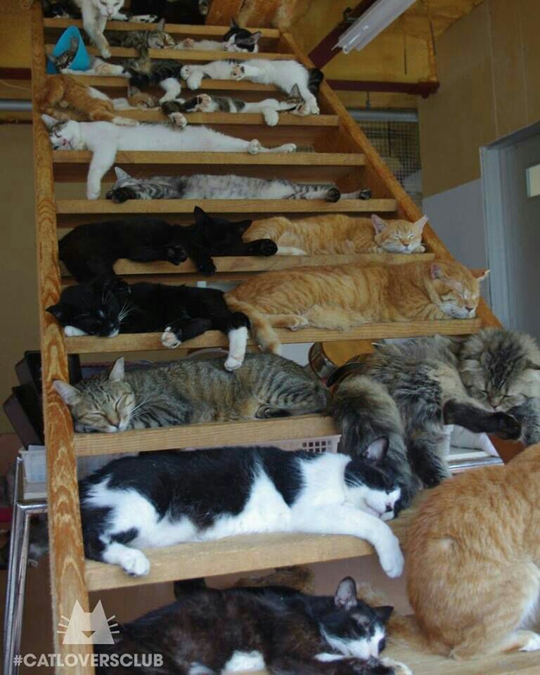 Dorm :))) - cat, Stairs