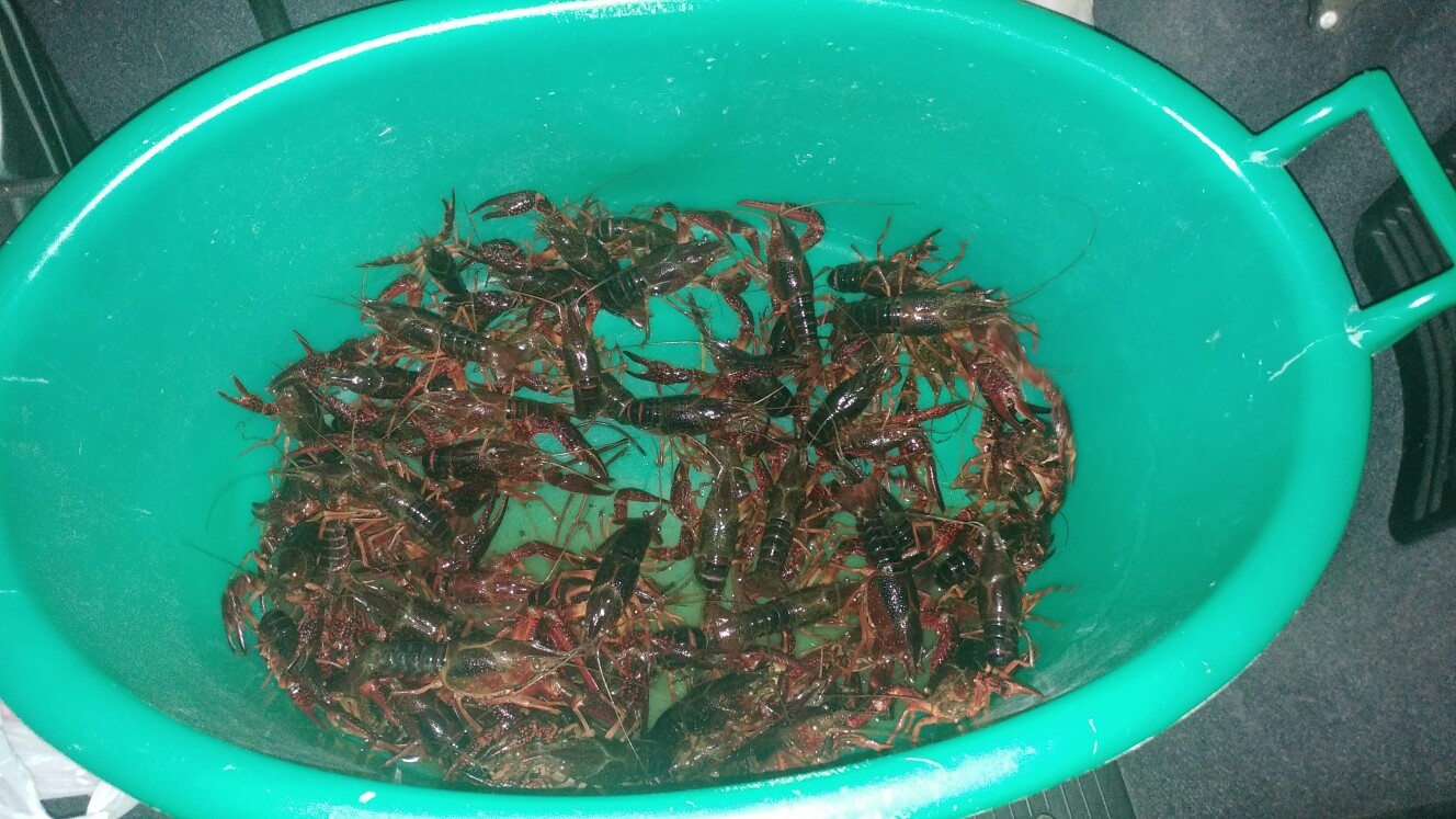 I caught these crayfish in Italy - Crayfish, Fishing, Beer snack, Italy, Longpost