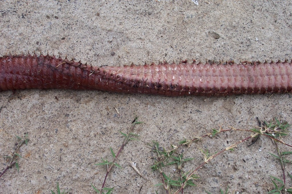 Cutie Worm Bobbit. - Worm, Monster, Australia, , Longpost