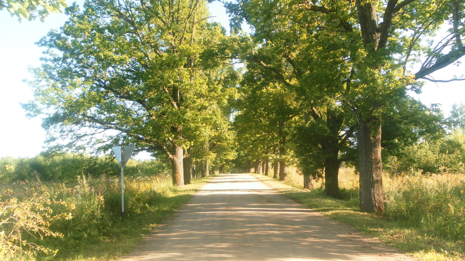 Oak alley, Smolensk region - My, Oak Alley, beauty of nature