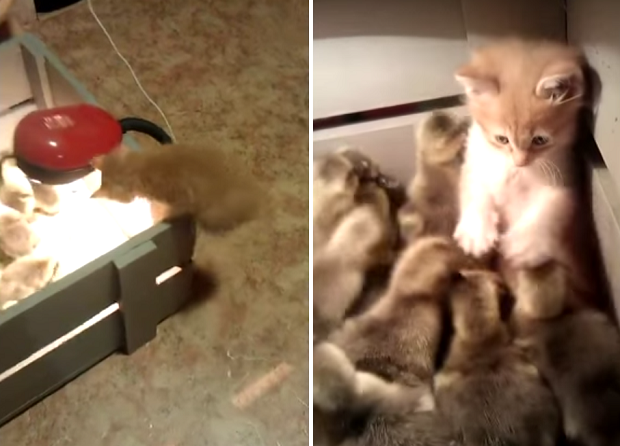 killer ducks - Bash im, GIF, cat, Ducklings