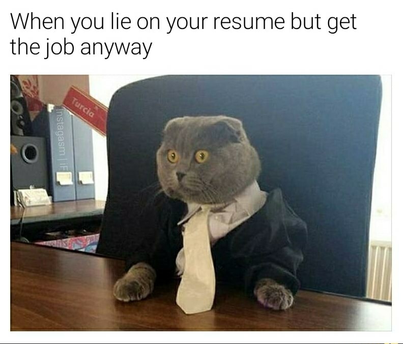 When you lied on your resume but still got the job - cat, Humor, Lie, Work