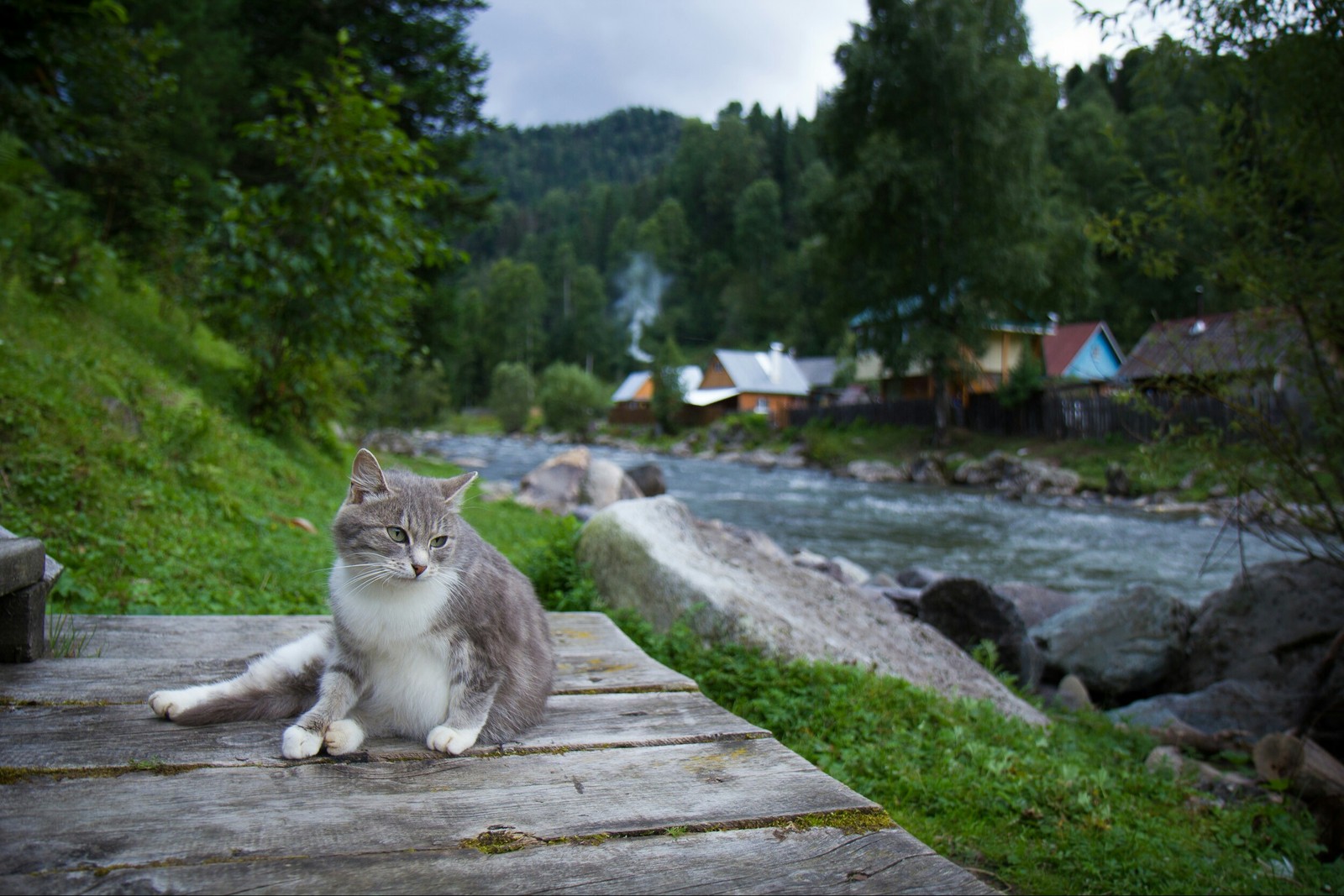 Altai cat - My, cat, Nature, Altai, The photo, Fashion model, Altai Republic